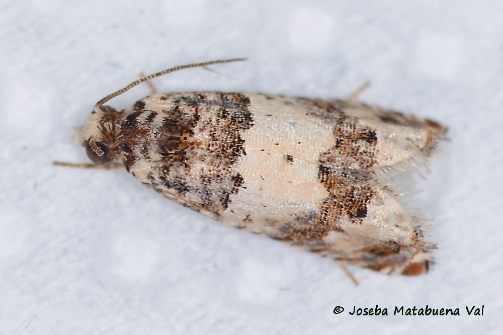 Epinotia thapsiana  - Tortricidae